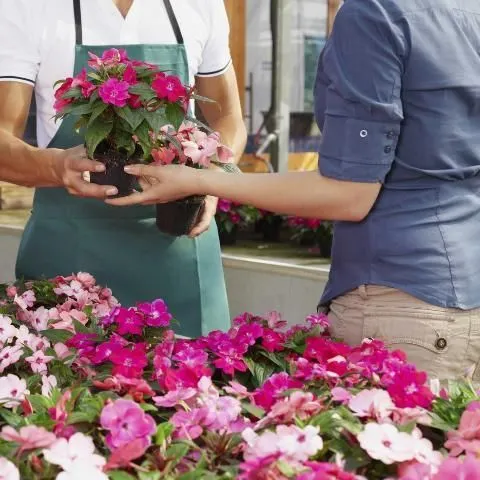 thumbnail for publication: Factors Affecting Consumer Preferences and Demand for Ornamental Plants